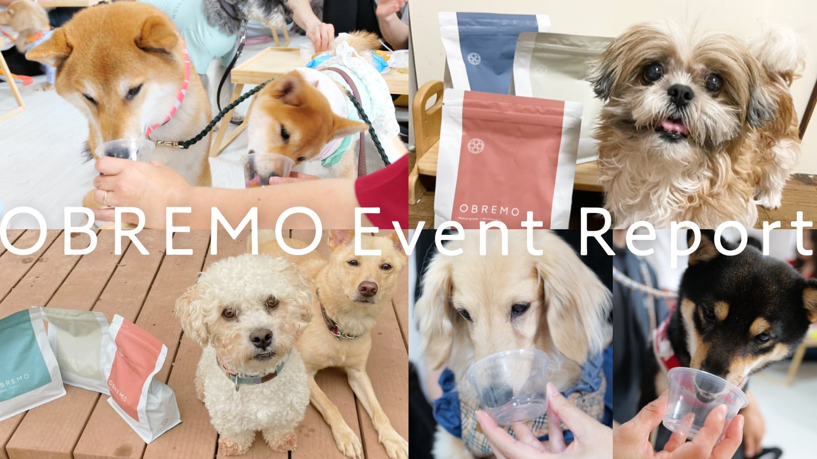 ヒューマングレードドッグフード「OBREMO」が初の試みとして「犬の幼稚園での食育」と動物保護団体へのフード無償提供を実施！